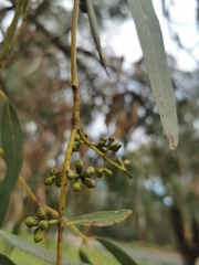 Eucalyptus goniocalyx