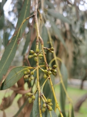 Eucalyptus goniocalyx