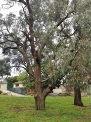 Eucalyptus goniocalyx