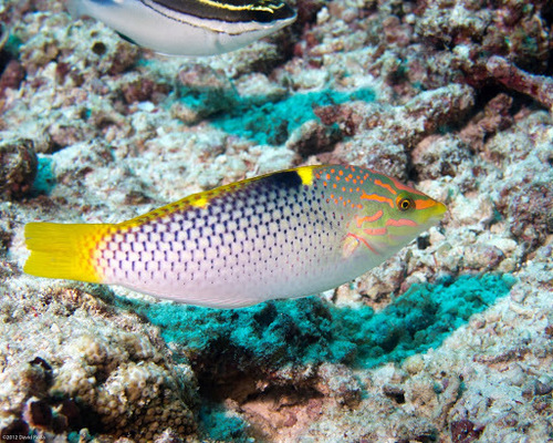 Checkerboard Wrasse