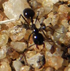 Monomorium fridae