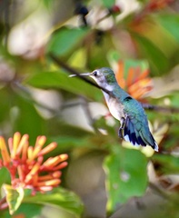 Archilochus colubris