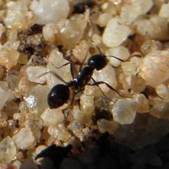 Monomorium fridae