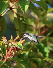 Archilochus colubris