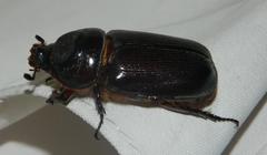 Oryctes monoceros