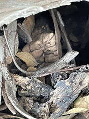 Sceloporus olivaceus