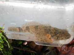 Cottus baileyi