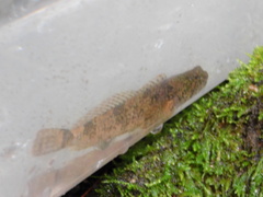 Cottus baileyi