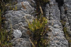 Spatalla mollis
