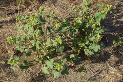 Xanthium strumarium canadense