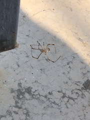 Araneae