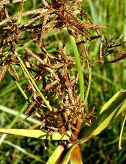 Cyperus nitidus