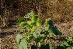 Xanthium strumarium canadense
