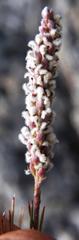 Spatalla mollis