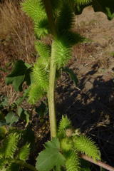 Xanthium strumarium canadense