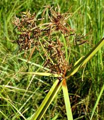 Cyperus nitidus