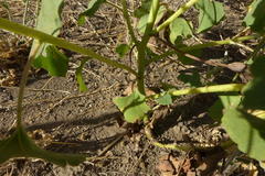 Xanthium strumarium canadense