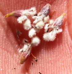 Spatalla mollis
