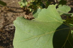 Xanthium strumarium canadense