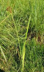 Cyperus nitidus