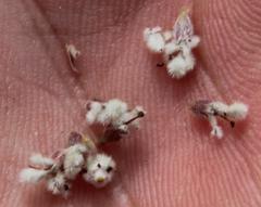 Spatalla mollis