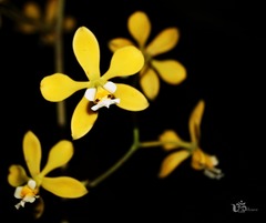 Encyclia alboxanthina