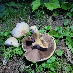 Agaricus xanthodermus