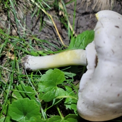 Agaricus xanthodermus