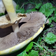 Agaricus xanthodermus