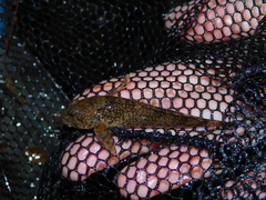 Cottus baileyi