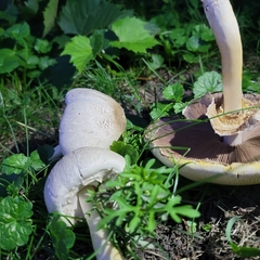 Agaricus xanthodermus