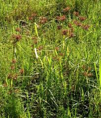 Cyperus congestus