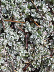 Helichrysum saxicola