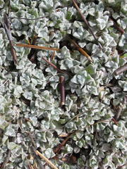 Helichrysum saxicola