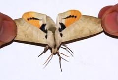 Pseudoclanis postica