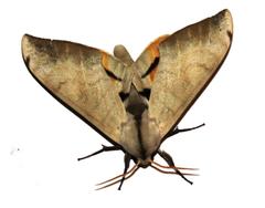 Pseudoclanis postica