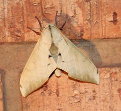 Pseudoclanis postica