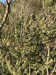 Mortonia scabrella