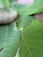 Caryomyia ansericollum