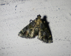 Arescoptera haplocala