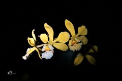 Encyclia alboxanthina