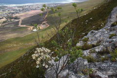 Indigofera cytisoides
