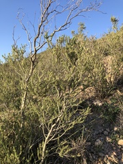 Mortonia scabrella