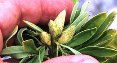 Indigofera cytisoides