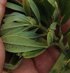 Indigofera cytisoides