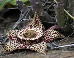 Orbea variegata