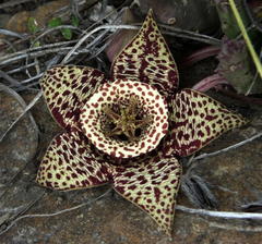 Orbea variegata