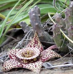 Orbea variegata
