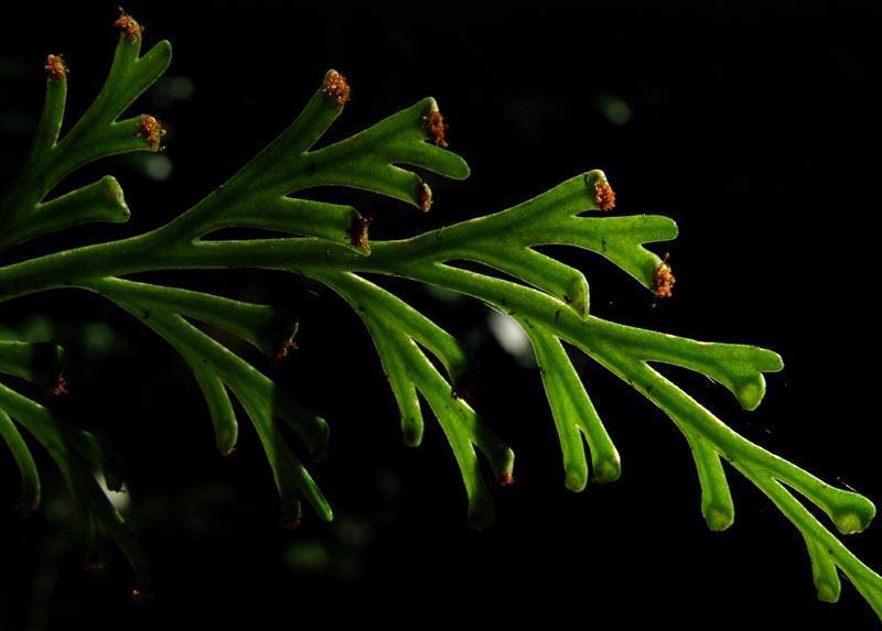 Carrot Fern