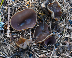 Daleomyces petersii